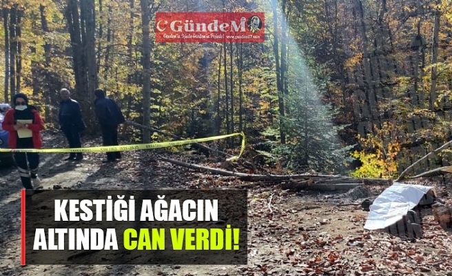 KESTİĞİ AĞACIN ALTINDA CAN VERDİ...