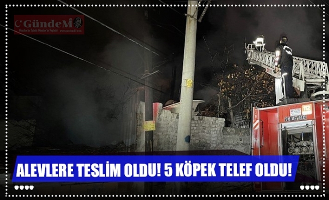 ALEVLERE TESLİM OLDU! 5 KÖPEK TELEF OLDU!