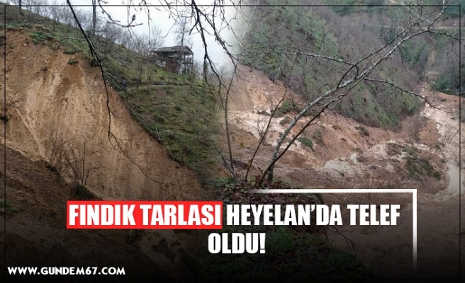 FINDIK TARLASI HEYELAN’DA TELEF  OLDU!