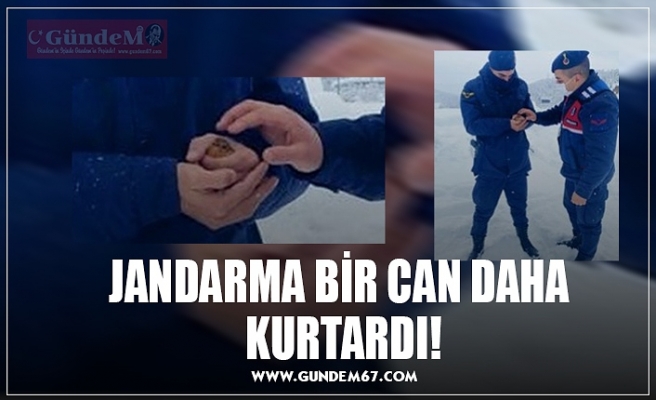 JANDARMA BİR CAN DAHA  KURTARDI!