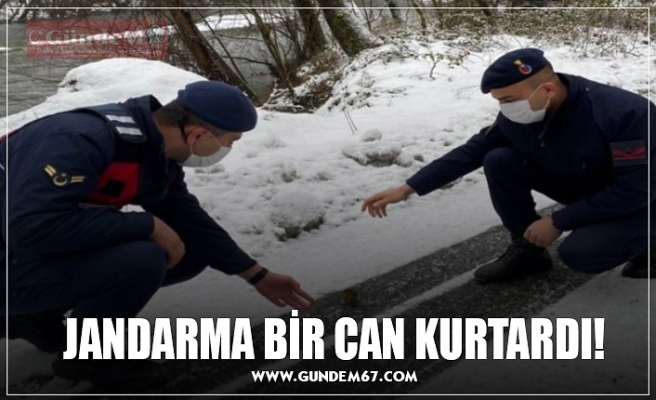 JANDARMA BİR CAN KURTARDI!