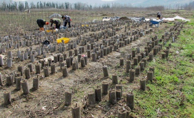 Zonguldak´ta 180 bin adet ceviz fidanı üretilmesi hedefleniyor