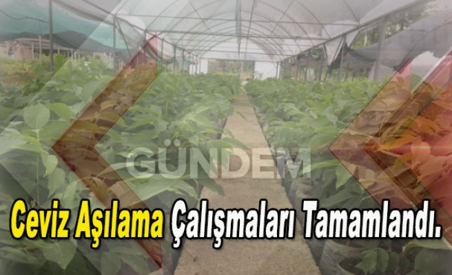 Ceviz Aşılama Çalışmaları Tamamlandı.