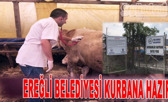 Ereğli Belediyesi Kurbana Hazır