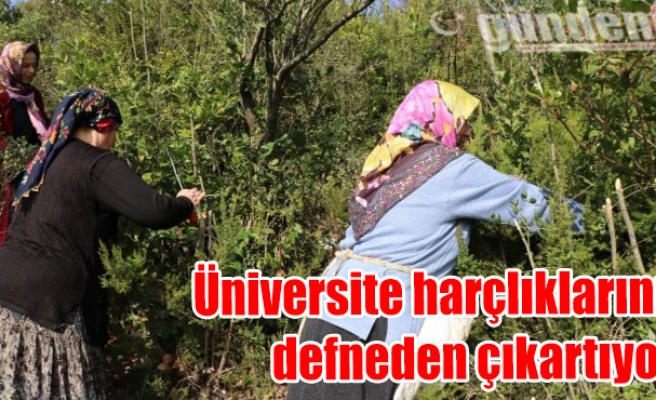 Üniversite harçlıklarını defneden çıkartıyor