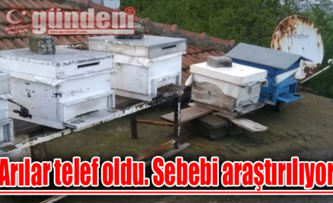 Arılar telef oldu. Sebebi araştırılıyor!