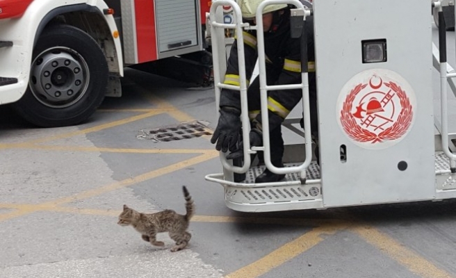 Ağaçta mahsur kalan kediyi itfaiye kurtardı