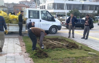 Park ve bahçeler çuha çiçeği ile döşeniyor