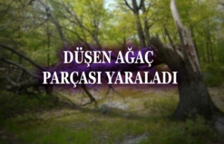 DÜŞEN AĞAÇ PARÇASIYLA YARALANDI