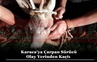 Karaca'ya Çarpan Sürücü Olay Yerinden Kaçtı