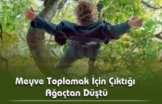 Meyve Toplamak İçin Çıktığı Ağaçtan Düştü