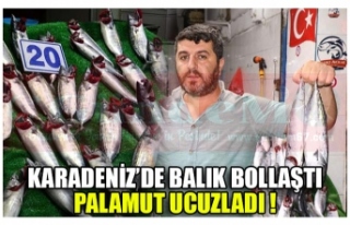 KARADENİZ’DE BALIK BOLLAŞTI PALAMUT UCUZLADI !