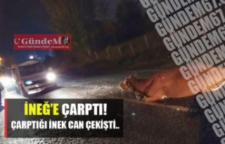 EREĞLİ'DE DİKKATSİZ SÜRÜCÜ İNEĞE ÇARPTI!!