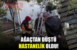 AĞAÇTAN DÜŞTÜ HASTANELİK OLDU!