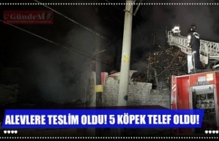 ALEVLERE TESLİM OLDU! 5 KÖPEK TELEF OLDU!