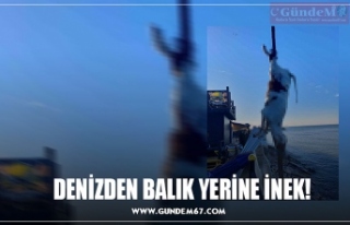 DENİZDEN BALIK YERİNE İNEK!