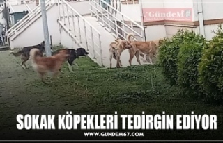 SOKAK KÖPEKLERİ TEDİRGİN EDİYOR