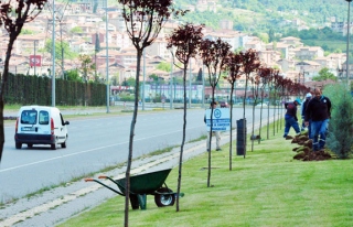 Ereğli girişi, ağaçlandırılıyor