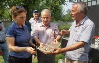 Pilot bölge'de Beyaz Kelebeği ile mücadelede yeni...