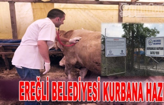 Ereğli Belediyesi Kurbana Hazır