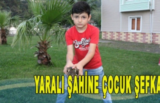 Yaralı şahine çocuk şefkati