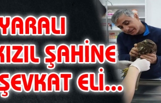 Yaralı Kızıl Şahine Şevkat Eli...