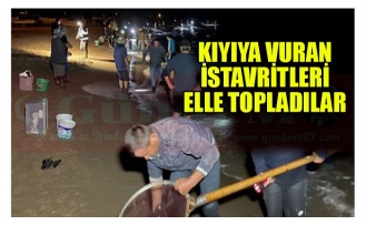 KIYIYA VURAN İSTAVRİTLERİ ELLE TOPLADILAR