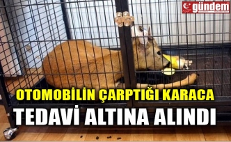 OTOMOBİLİN ÇARPTIĞI KARACA TEDAVİ ALTINA ALINDI