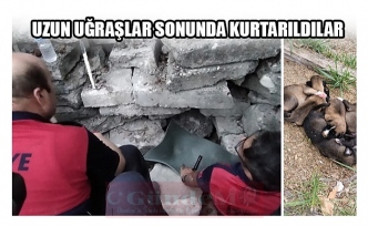 UZUN UĞRAŞLAR SONUNDA KURTARILDILAR